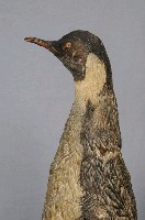 Emperor Penguin Collection Image, Figure 2, Total 11 Figures